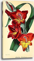 Постер Gladiolus Grandiensis
