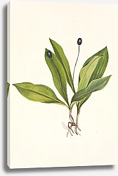 Постер Уолкотт Мари Queencup. Clintonia uniflora