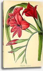 Постер Gladiolus Insignis