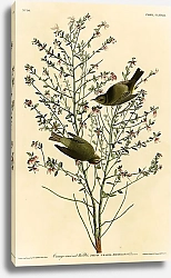 Постер Orange-crowned Warbler