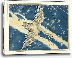 Постер Байер Иоганн Cygnus