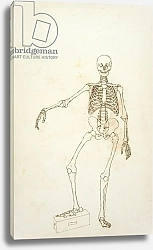 Постер Стаббс Джордж Study of the Human Figure, Anterior View, 1795-1806