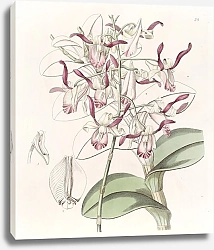 Постер Эдвардс Сиденем Bull-headed Dendrobium