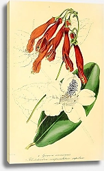 Постер Cesnera corruscans, Rhododendron campanulatum superbum