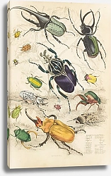 Постер Макгилливрей Уильям Coleoptera