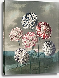 Постер Торнтон Роберт Группа гвоздик