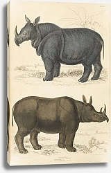 Постер Макгилливрей Уильям Rhinoceros