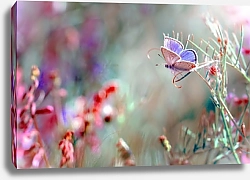 Постер Лиловая бабочка в поле розовых цветов