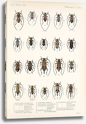 Постер Годман Фредерик Insecta Coleoptera Pl 219