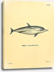 Постер Полосатый дельфин