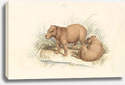 Постер Смит Чарльз Гамильтон The Capybara.