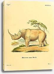 Постер Тупоносый носорог