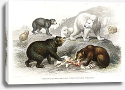 Постер Гризли, Европейский бурый медведь, Американский черный медведь, Белый медведь