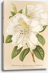 Постер Лемер Шарль Rhododendrum Sesterianum