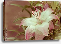 Постер Белая лилия с розовыми оттенками