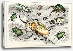 Постер Коллекция различных жуков
