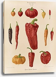Постер Бенари Эрнст Стручковый перец или перчинки чили