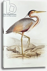 Постер Лир Эдвард Purple Heron 2