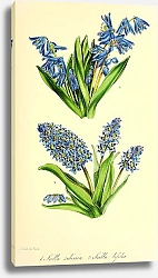 Постер Scilla Sibirica, Scilla biflora