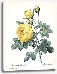 Постер Жёлтая роза