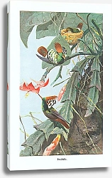 Постер Prachtelfe 1