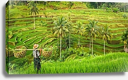 Постер Бали, рисовые террасы