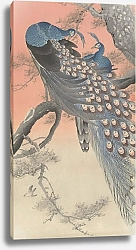 Постер Косон Охара Two peacocks on tree branch