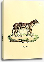 Постер Тигр Felis Tigris 1