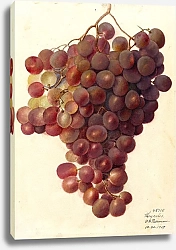 Постер Пассмор Дебора Vitis: Чешуйки