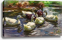 Постер Кестер Александр Sieben Enten in einem Teich
