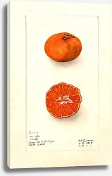 Постер Пассмор Дебора Citrus sinensis: Ранний сорт Ун-Шу