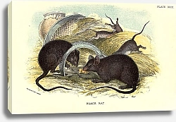 Постер BRITISH MAMMAL 1896 BLACK RAT