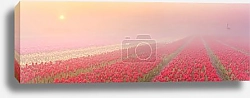Постер Голландия. Туман и рассвет над полем с тюльпанами №2