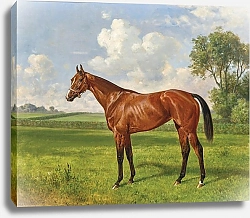 Постер Адам Эмиль Ла Камарго, племенная кобылка в Жарди