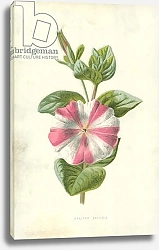 Постер Хулм Фредерик (бот) Striped Petunia