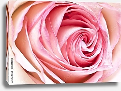 Постер Розовая роза макро №2