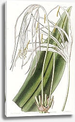 Постер Эдвардс Сиденем Long-flowered Pancratium