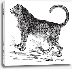 Постер Cheetah (Acinonyx jubatus) vintage engraving