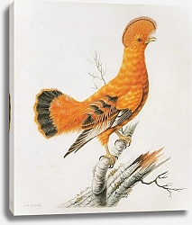 Постер Guianan Ckock-of-the-Rock (male)