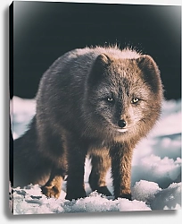 Постер Серый песец