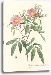 Постер Редюти Пьер Rosa Hudsoniana Salicifolia