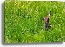 Постер Заяц в высокой траве