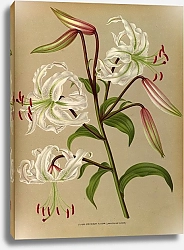 Постер Арендсен Арентина Альбом Lilium Speciosum