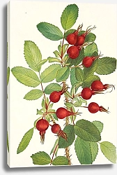 Постер Уолкотт Мари Роза Буржуа. Роза бургуазиана