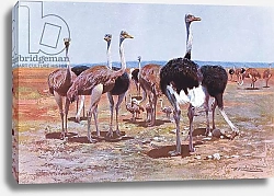 Постер Кунер Вильгельм Somali Ostrich, illustration from'Wildlife of the World', c.1910