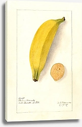 Постер Пассмор Дебора Муза: Фиолетовый Платан