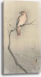 Постер Косон Охара Japanese waxwing on branch