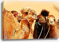 Постер  Верблюды в Сахаре
