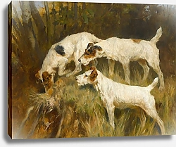 Постер Уордл Артур Трехшерстные фокстерьеры копаются в норе