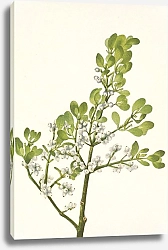 Постер Уолкотт Мари American Mistletoe. Phoradendron flavescens